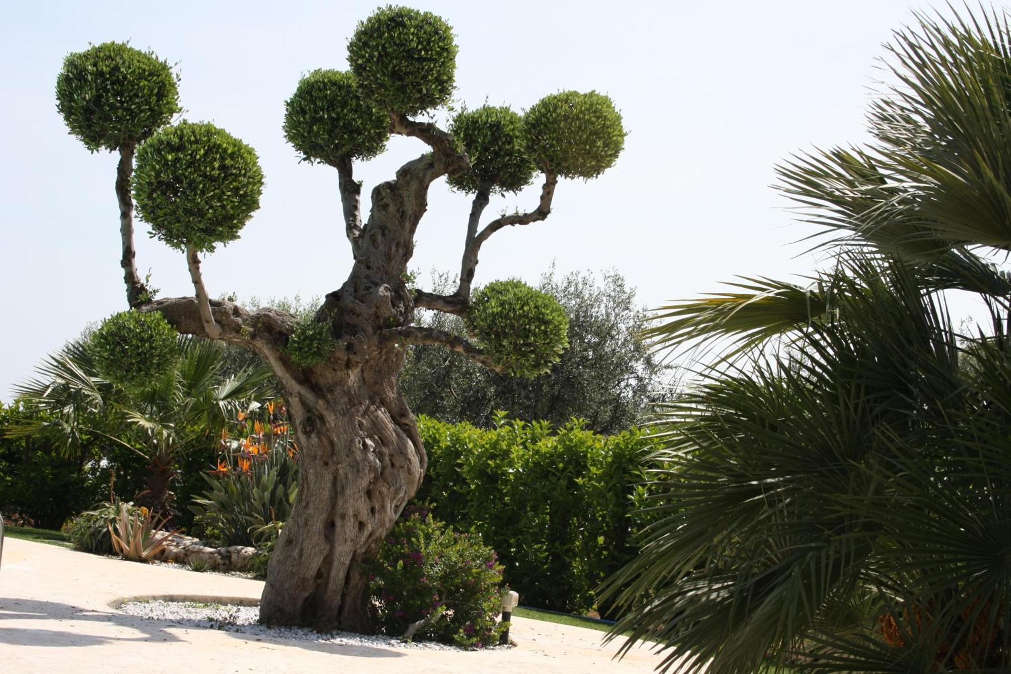 Villa Tonia Φαζάνο Εξωτερικό φωτογραφία